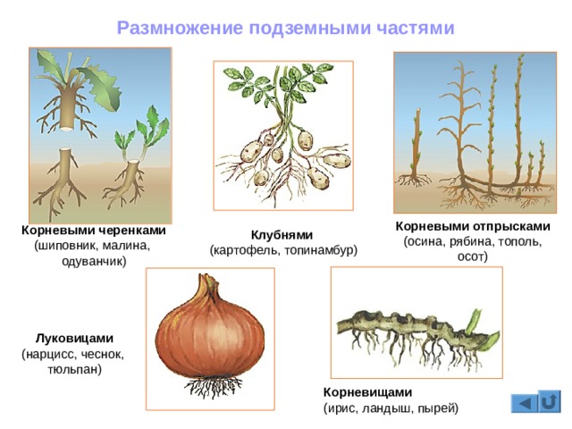 Кракен даркнет как зайти